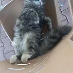 Sah